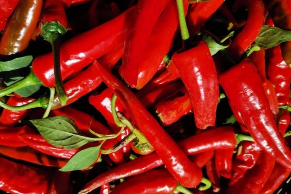 虫草不能和什么一起吃