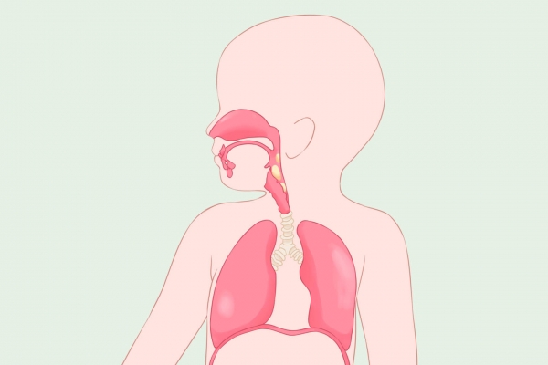 白头翁是不是反白草