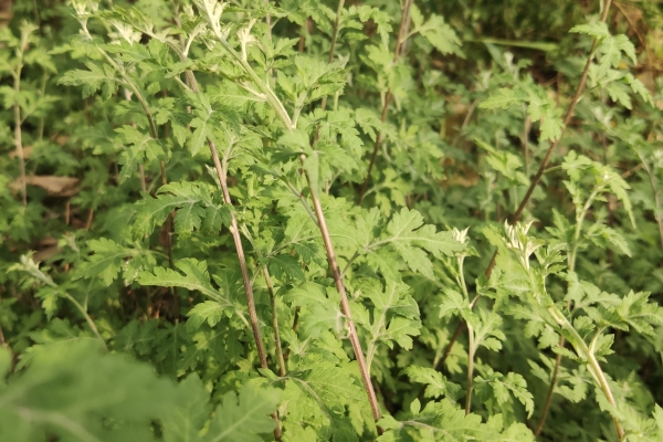 艾草足浴包的功效有哪些