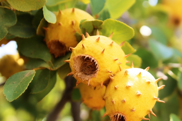 刺梨泡水喝的功效有哪些