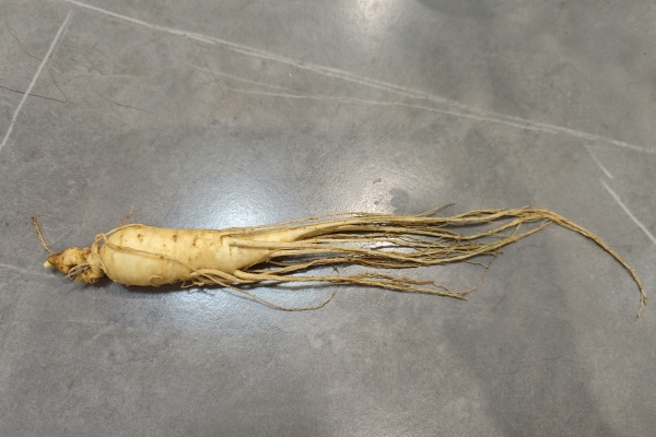 党参和人参的区别有哪些