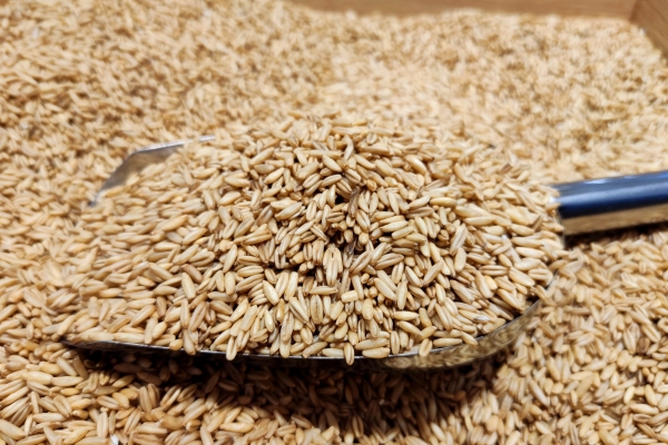 燕麦米需要提前泡吗