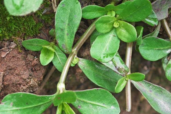 马齿苋煮水洗脸的作用有哪些