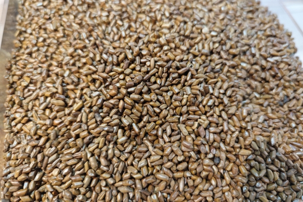  决明子茶能长期喝吗